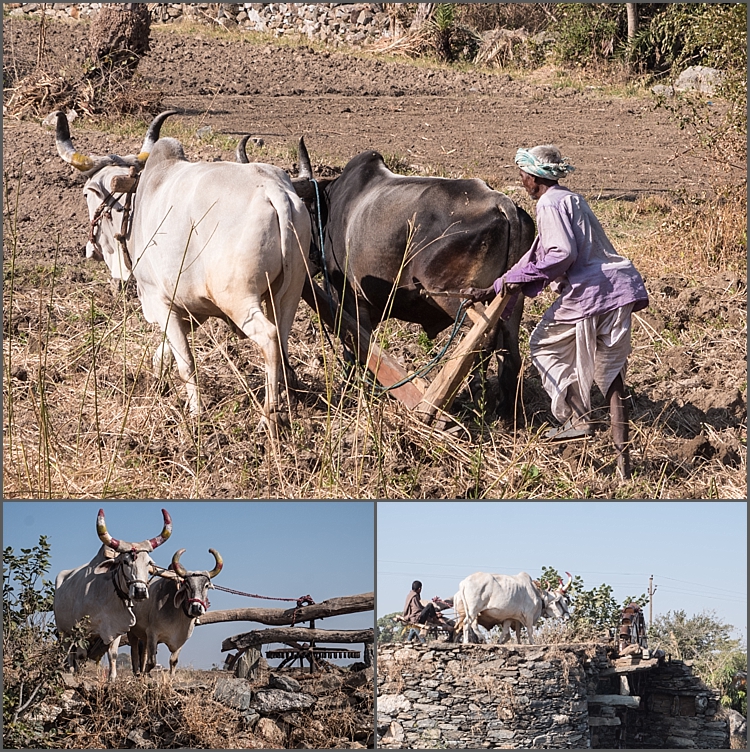 P1030591_Jodhpur Dec 2017