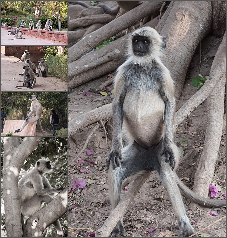 P1040022_Jodhpur environs Dec 2017