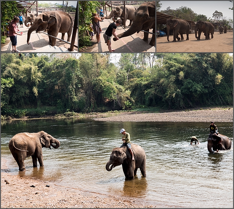 Elephant's World_0001