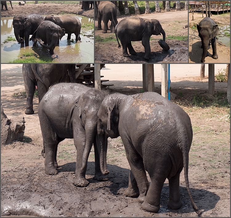 Elephant's World_0004