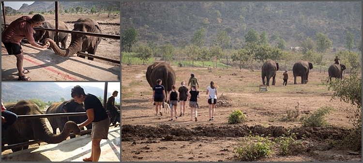 Elephant's World_0006