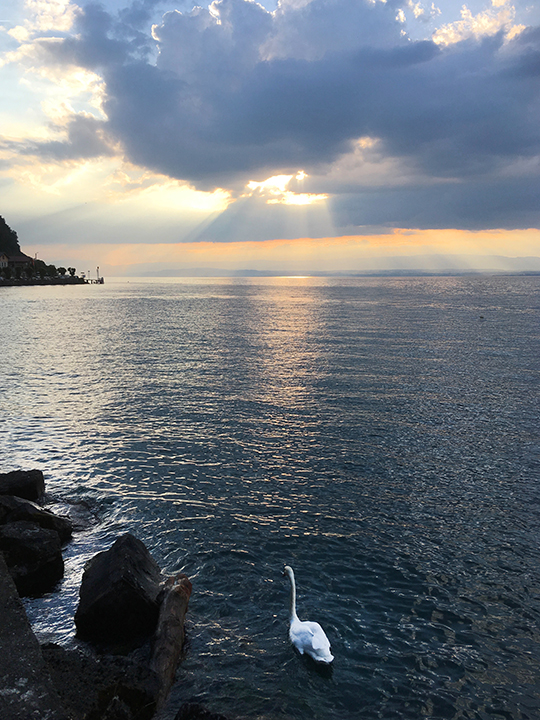 Beginning of the sunset over Lake Geneva by Meillerie with swan
