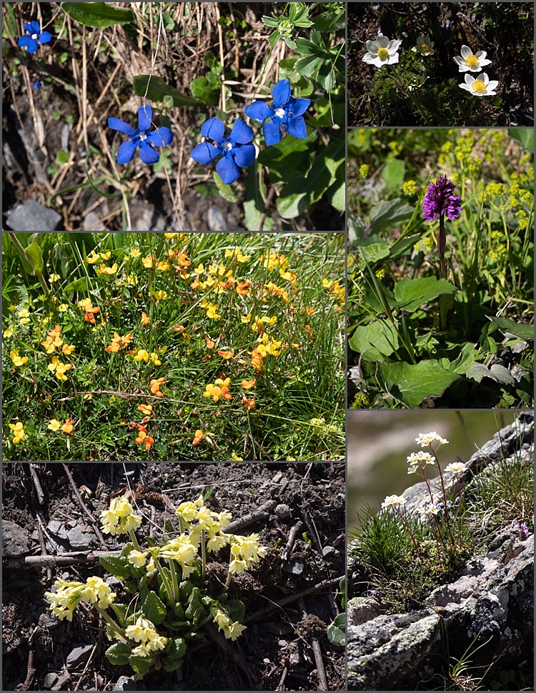 Bernese Oberland Switzerland 2018_0005