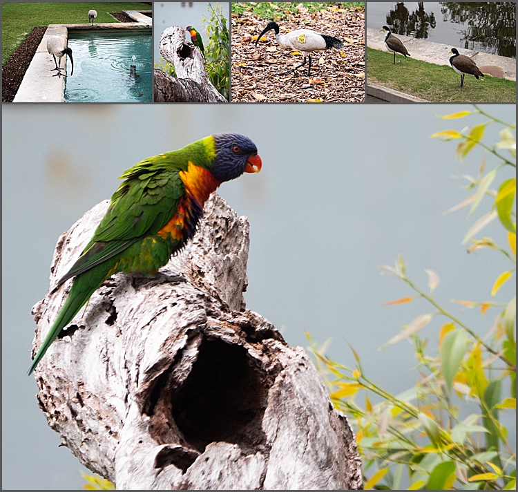 Australian birds in the Royal Botanical Garden Sydney.
