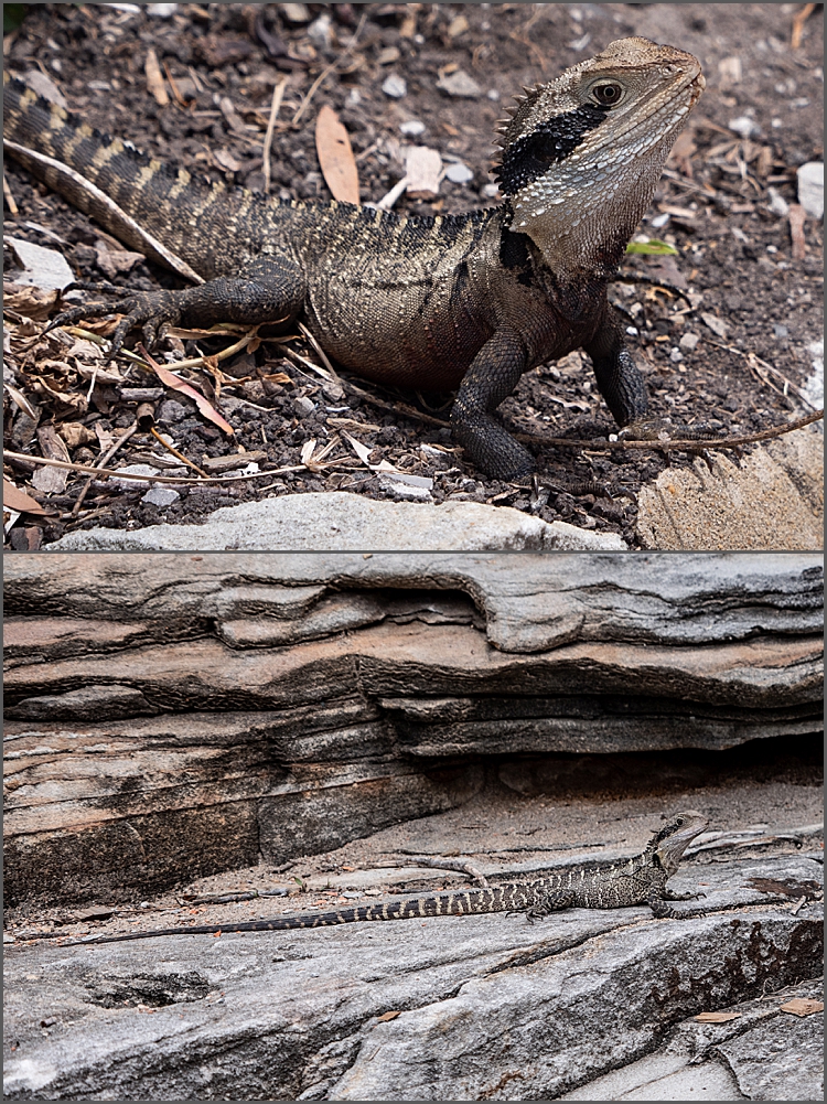 Water dragons of Sydney