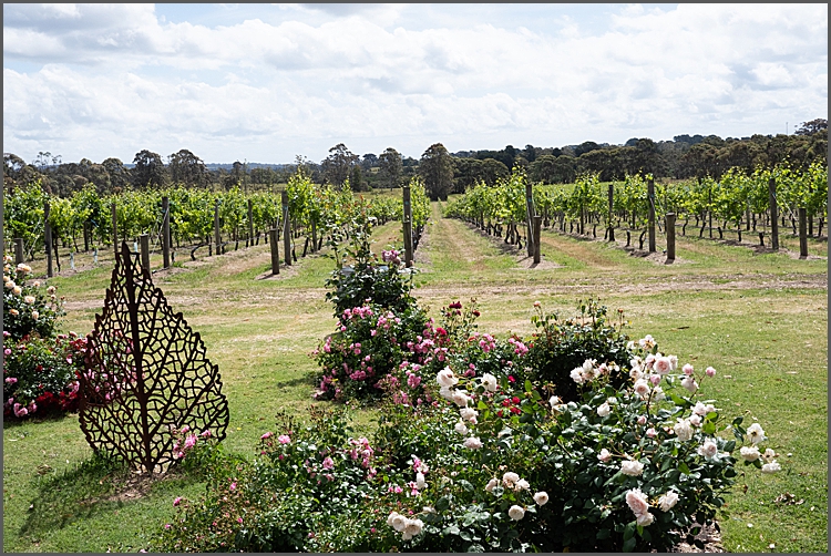 Stumpy Gully vineyard, Victoria