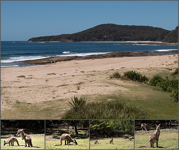 Views of Pebbly Beach NSW