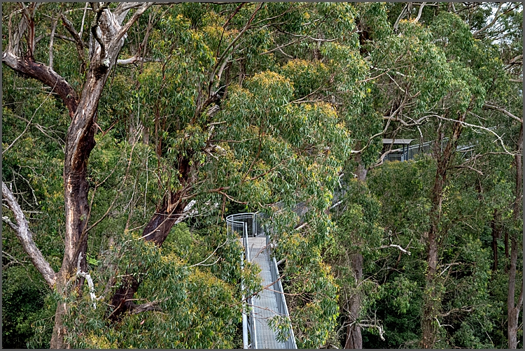 Part of the tree top walk taken from one of the lookout towers at Illawara Fly NSW.