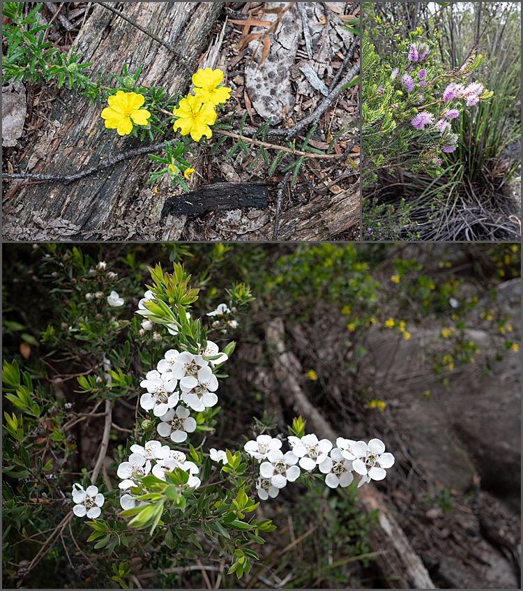 Flowers on The Pinnacle Walk, Grampians Nat Park, Victoria,