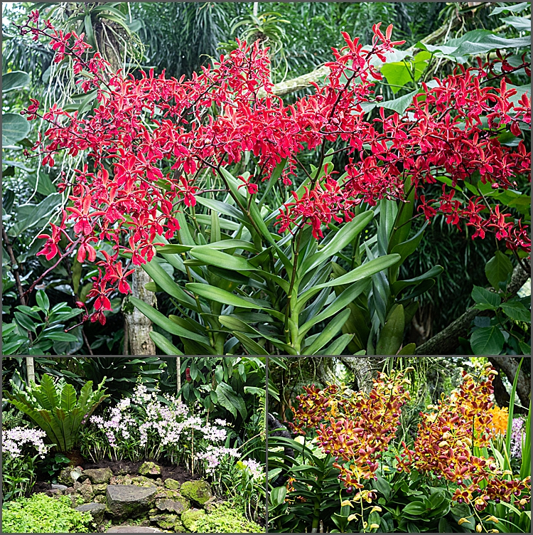 Orchids in The National Orchid Garden, Singapore