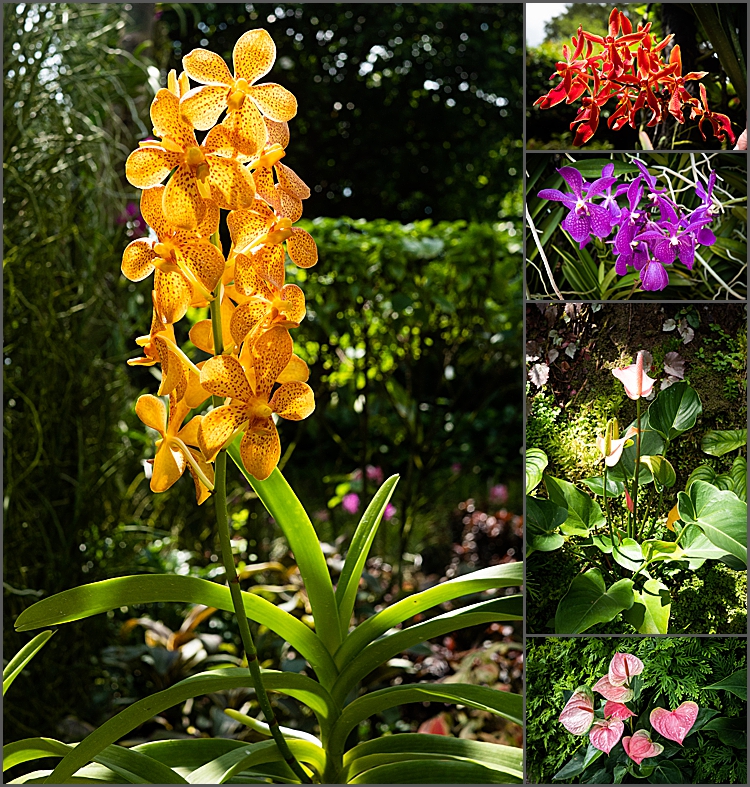 Orchids in The National Orchid Garden, Singapore.