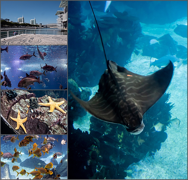 The Lisbon Oceanarium